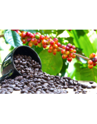 قهوه عربیکا